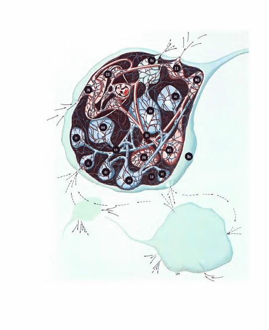 A generalized living system interacting and intercommunicating with two others in its environment